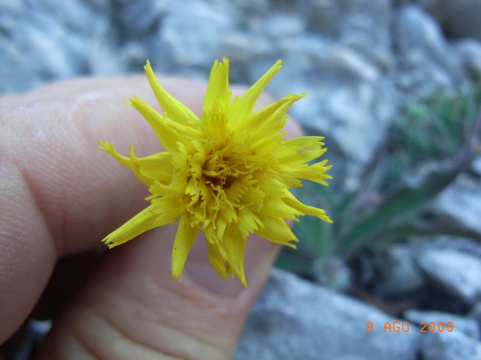 Monte Miletto6 - Hieracium sp.